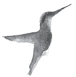 bird logo